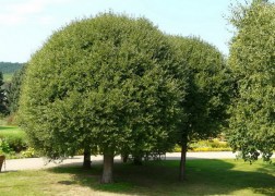 Prunus fruticosa Globosa / Gömb csepleszmeggy